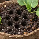 Záchrana sazenic zelí před uvadnutím v důsledku nedostatku vzduchu na jaře 1775899817_zachrana-sazenic-zeli-pred-uvadnutim-v-dusledku-nedostatku-vzduchu-na.png