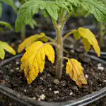 hlavni-chyba-jarniho-hnojeni-aneb-proc-sazenice-rajcat-zloutnou-od.png