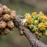 Hlavní příčina dutosti řešetláku a osvědčený způsob, jak obnovit úrodu hlavni-pricina-dutosti-resetlaku-a-osvedceny-zpusob-jak-obnovit-urodu.png