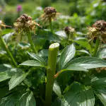 Hlavním důvodem prořezávání pivoněk bezprostředně po jarním kvetení je zachování velkých poupat. hlavnim-duvodem-prorezavani-pivonek-bezprostredne-po-jarnim-kveteni-je-zachovani.png