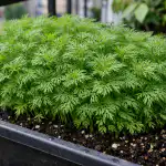 Husté keře kopru na vašem jarním balkoně jsou zaručeny díky tomuto chytrému triku. huste-kere-kopru-na-vasem-jarnim-balkone-jsou-zaruceny-diky.png