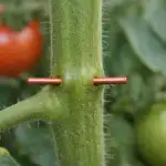 Měděný drát zachrání úrodu rajčat před velkou jarní hrozbou medeny-drat-zachrani-urodu-rajcat-pred-velkou-jarni-hrozbou.png