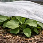 ochrana-sazenic-lilku-pred-jarnim-sluncem-bez-ztrat.png