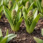 Slepá poupata místo bujných květenství a hlavní chyby při výsadbě hyacintů slepa-poupata-misto-bujnych-kvetenstvi-a-hlavni-chyby-pri-vysadbe.png