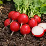 tajna-metoda-pestovani-sladkych-jarnich-redkvicek-bez-kapky-horkosti.png